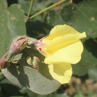 Hibiscus tiliaceus L.