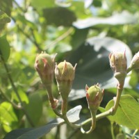 Hibiscus tiliaceus L.