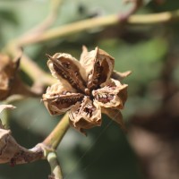 Hibiscus tiliaceus L.