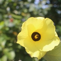 Hibiscus tiliaceus L.