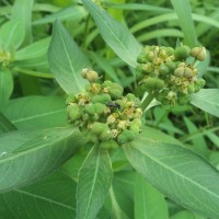 Euphorbia heterophylla L.