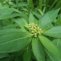 Euphorbia heterophylla L.