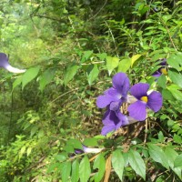 Thunbergia erecta (Benth.) T.Anderson