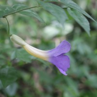 Thunbergia erecta (Benth.) T.Anderson