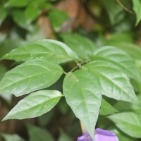 Thunbergia erecta (Benth.) T.Anderson