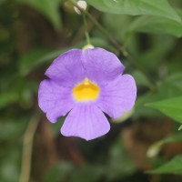 <i>Thunbergia erecta</i>  (Benth.) T.Anderson