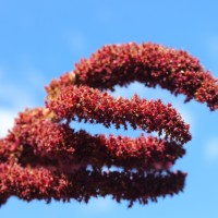 Amaranthus cruentus L.