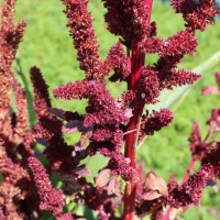 Amaranthus cruentus L.