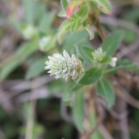 Gomphrena celosioides Mart.