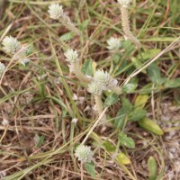 Gomphrena celosioides Mart.