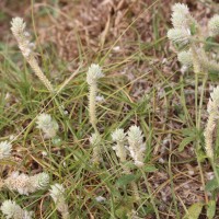 Gomphrena celosioides Mart.