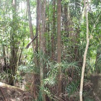 Oncosperma fasciculatum Thwaites