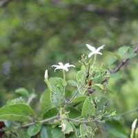 Jasminum auriculatum Vahl