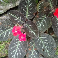 Episcia cupreata (Hook.) Hanst.