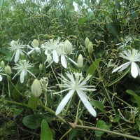 Clematis gouriana Roxb. ex DC.