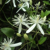 <i>Clematis gouriana</i>  Roxb. ex DC.