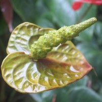 Anthurium andraeanum Linden ex André