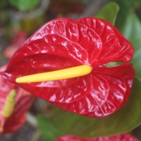 Anthurium andraeanum Linden ex André