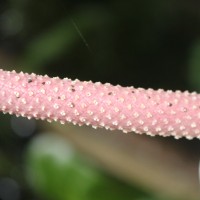 Anthurium andraeanum Linden ex André