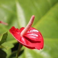 <i>Anthurium andraeanum</i>  Linden ex Andr  