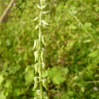 Crotalaria pallida Aiton