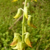 Crotalaria pallida Aiton