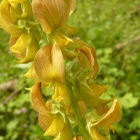 Crotalaria pallida Aiton