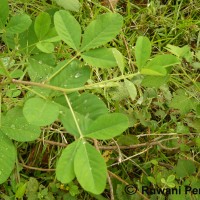 Crotalaria pallida Aiton