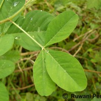 Crotalaria pallida Aiton