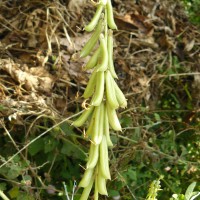 Crotalaria pallida Aiton