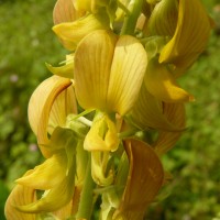 <i>Crotalaria pallida</i>  Aiton