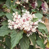 Clerodendrum quadriloculare (Blanco) Merr.