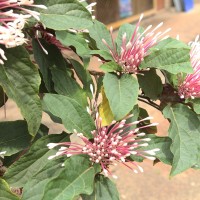 Clerodendrum quadriloculare (Blanco) Merr.