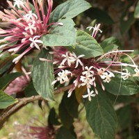 Clerodendrum quadriloculare (Blanco) Merr.