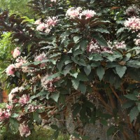 Clerodendrum quadriloculare (Blanco) Merr.