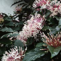 Clerodendrum quadriloculare (Blanco) Merr.