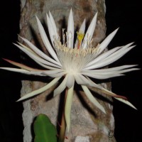 Epiphyllum hookeri Haw.