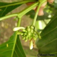 Morinda citrifolia L.