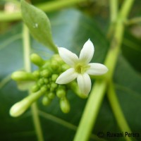 Morinda citrifolia L.