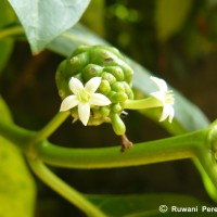 Morinda citrifolia L.