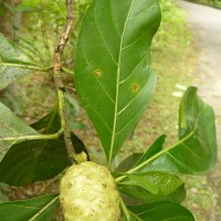 Morinda citrifolia L.