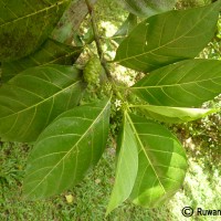 Morinda citrifolia L.