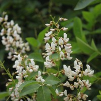 Derris trifoliata Lour.