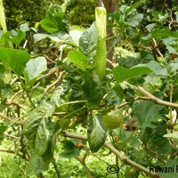 Datura metel L.