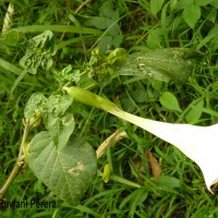 Datura metel L.