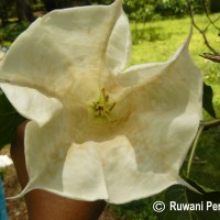 Datura metel L.