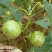 Datura metel L.