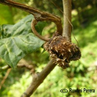 Datura metel L.