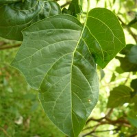 Datura metel L.