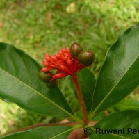 Rauvolfia serpentina (L.) Benth. ex Kurz